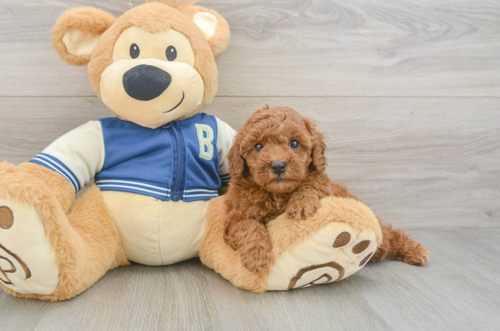 5 week old Cavapoo Puppy For Sale - Lone Star Pups