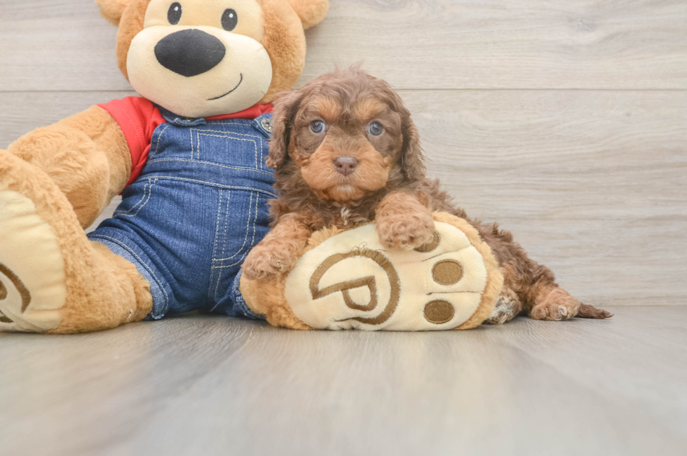 6 week old Cavapoo Puppy For Sale - Lone Star Pups