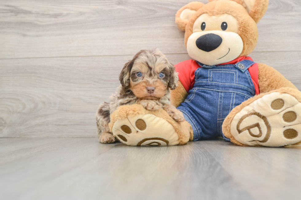 Cavapoo Pup Being Cute