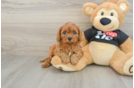 Cavapoo Pup Being Cute