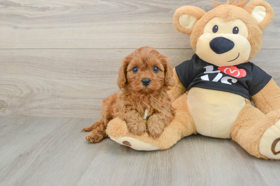 Cavapoo Pup Being Cute