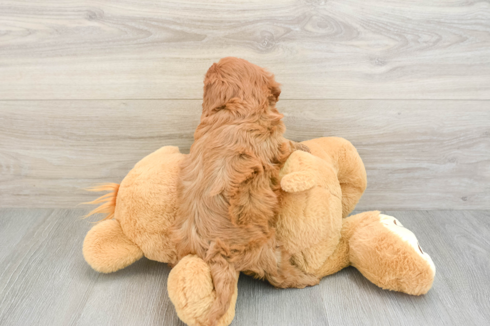 Cavapoo Pup Being Cute