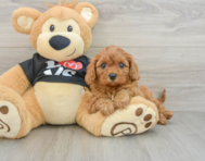 7 week old Cavapoo Puppy For Sale - Lone Star Pups
