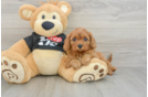 Best Cavapoo Baby