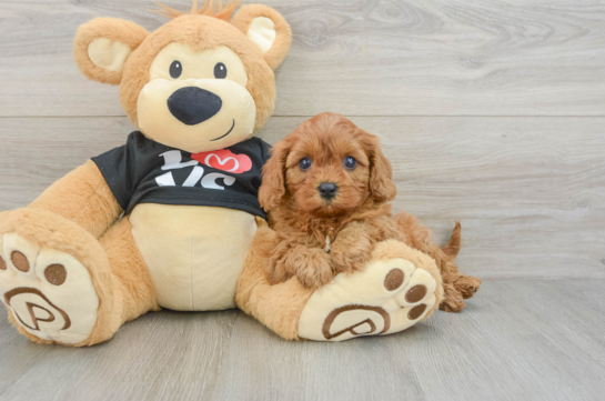 Best Cavapoo Baby