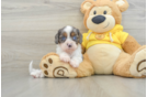 Cavapoo Puppy for Adoption