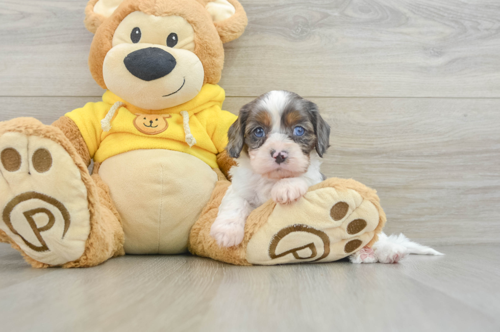 8 week old Cavapoo Puppy For Sale - Lone Star Pups