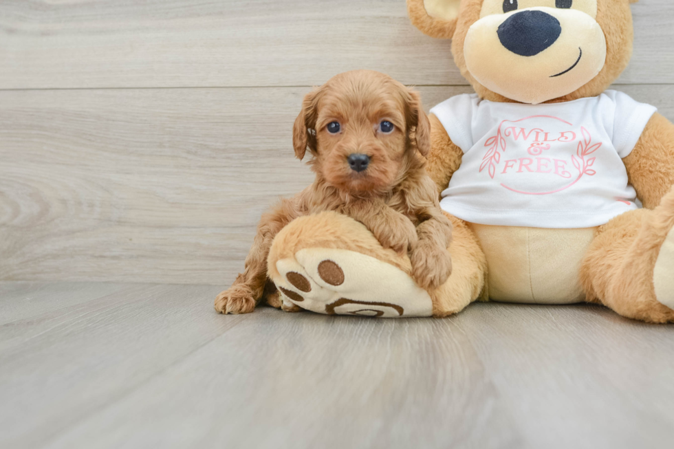 Cavapoo Pup Being Cute