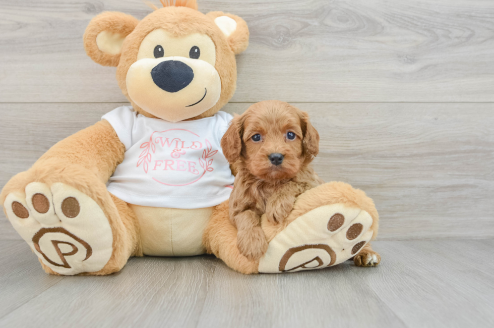 6 week old Cavapoo Puppy For Sale - Lone Star Pups