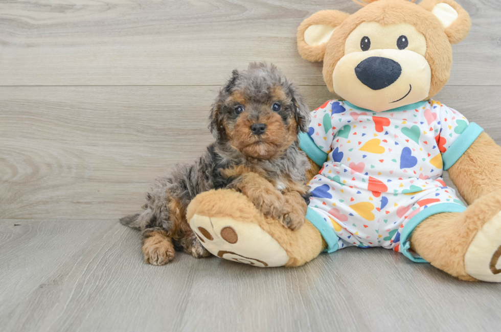 6 week old Cavapoo Puppy For Sale - Lone Star Pups