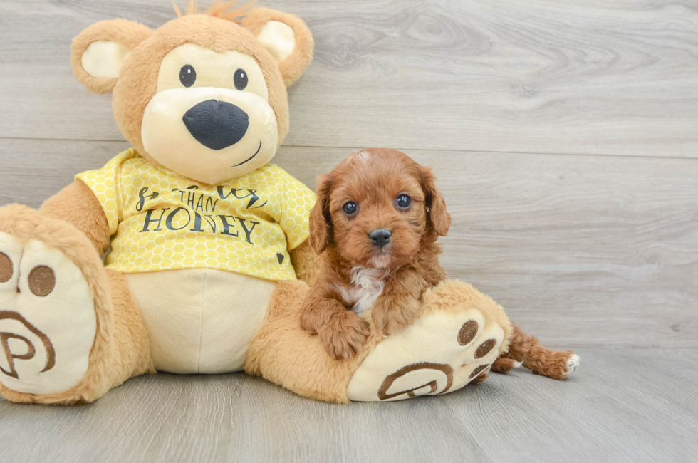 7 week old Cavapoo Puppy For Sale - Lone Star Pups