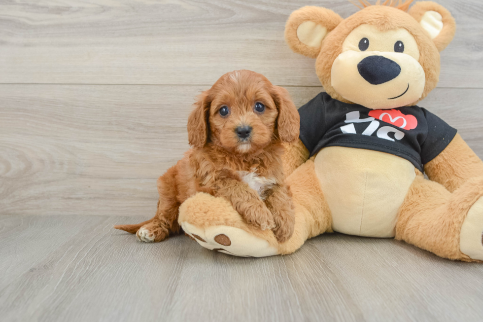 Friendly Cavapoo Baby