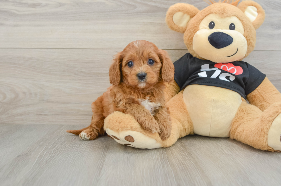 5 week old Cavapoo Puppy For Sale - Lone Star Pups