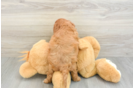 Adorable Cavalier King Charles Spaniel and Poodle Mix Poodle Mix Puppy