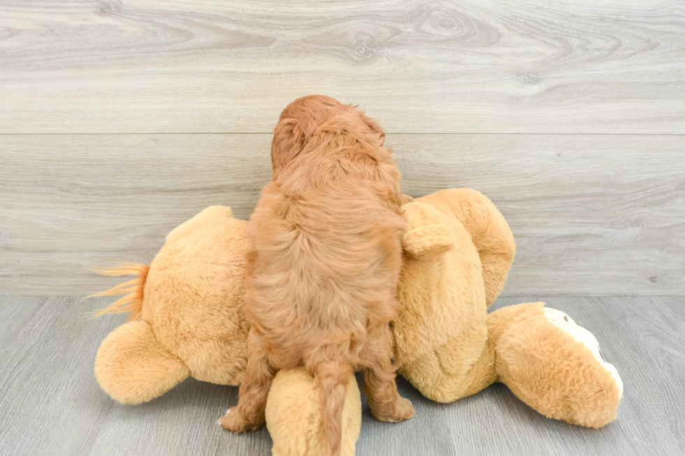 Adorable Cavalier King Charles Spaniel and Poodle Mix Poodle Mix Puppy