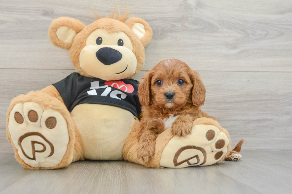 Cavapoo Pup Being Cute