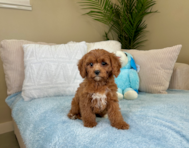 9 week old Cavapoo Puppy For Sale - Lone Star Pups