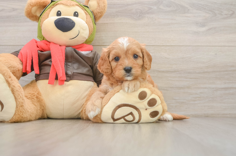 5 week old Cavapoo Puppy For Sale - Lone Star Pups