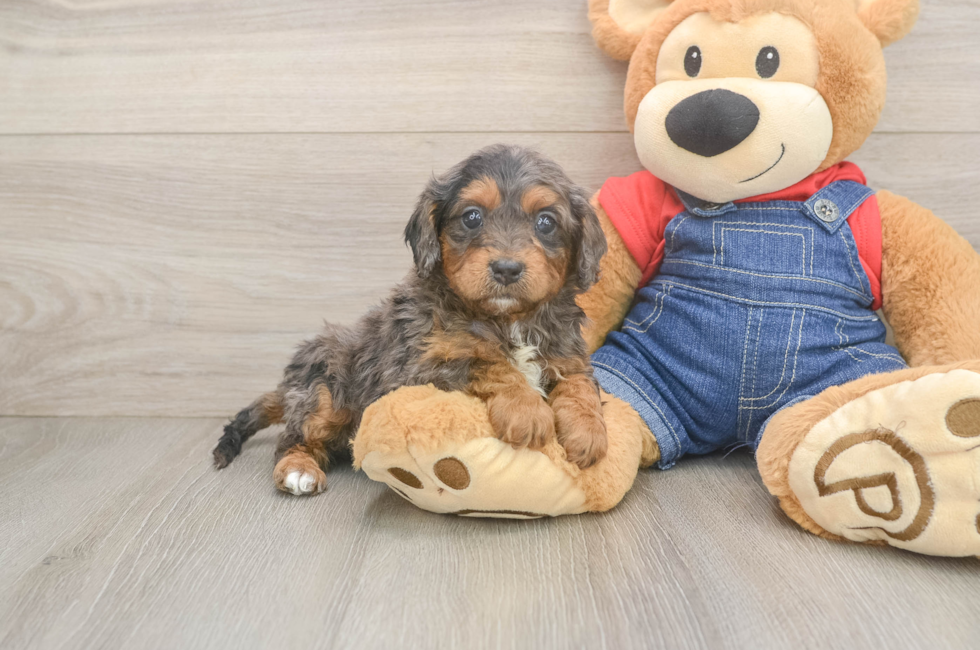 8 week old Cavapoo Puppy For Sale - Lone Star Pups