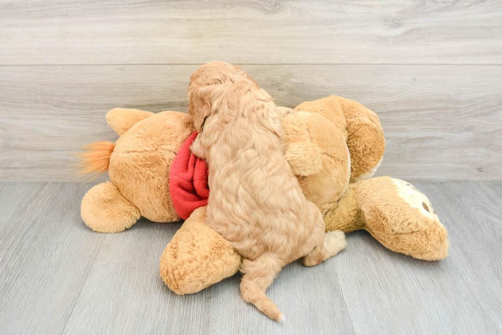 Best Cavapoo Baby