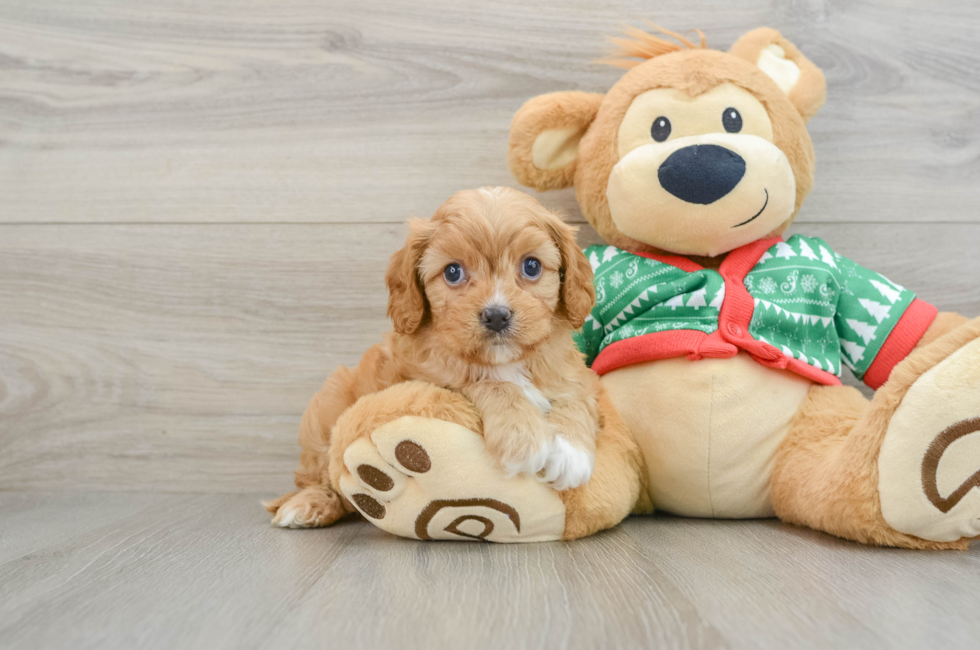 5 week old Cavapoo Puppy For Sale - Lone Star Pups