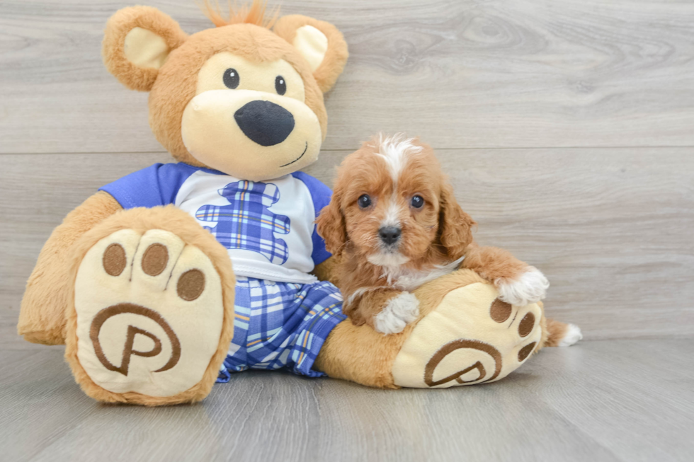 Cavapoo Pup Being Cute