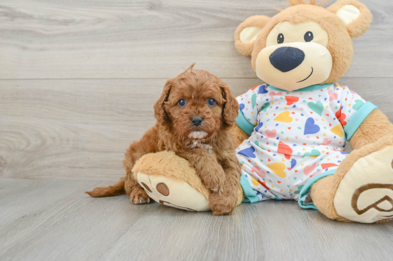 Meet Hildee - our Cavapoo Puppy Photo 1/4 - Lone Star Pups