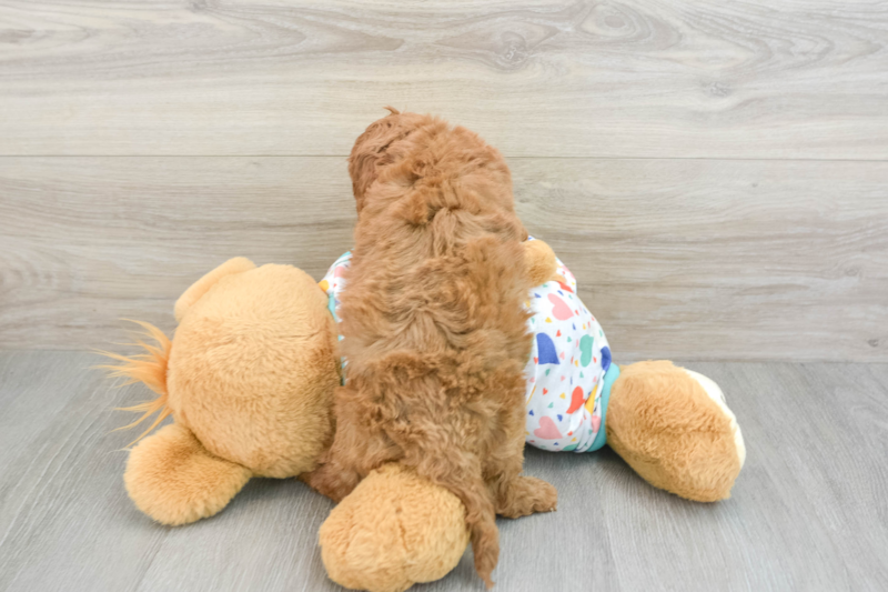 Meet Hildee - our Cavapoo Puppy Photo 2/4 - Lone Star Pups