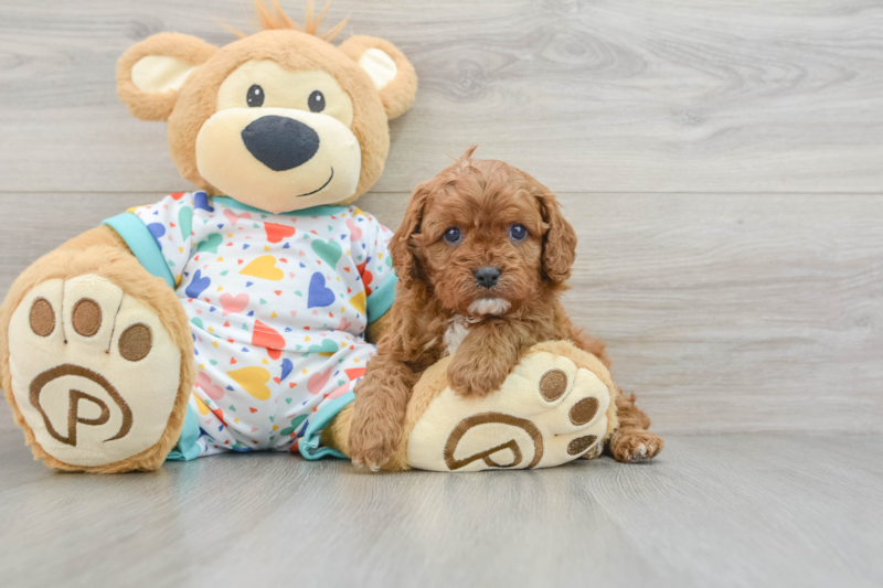 Meet Hildee - our Cavapoo Puppy Photo 3/4 - Lone Star Pups