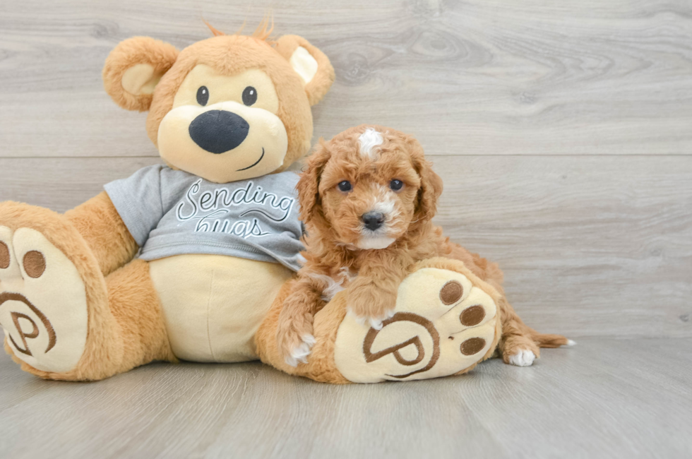 5 week old Cavapoo Puppy For Sale - Lone Star Pups