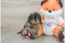 Cavapoo Puppy for Adoption