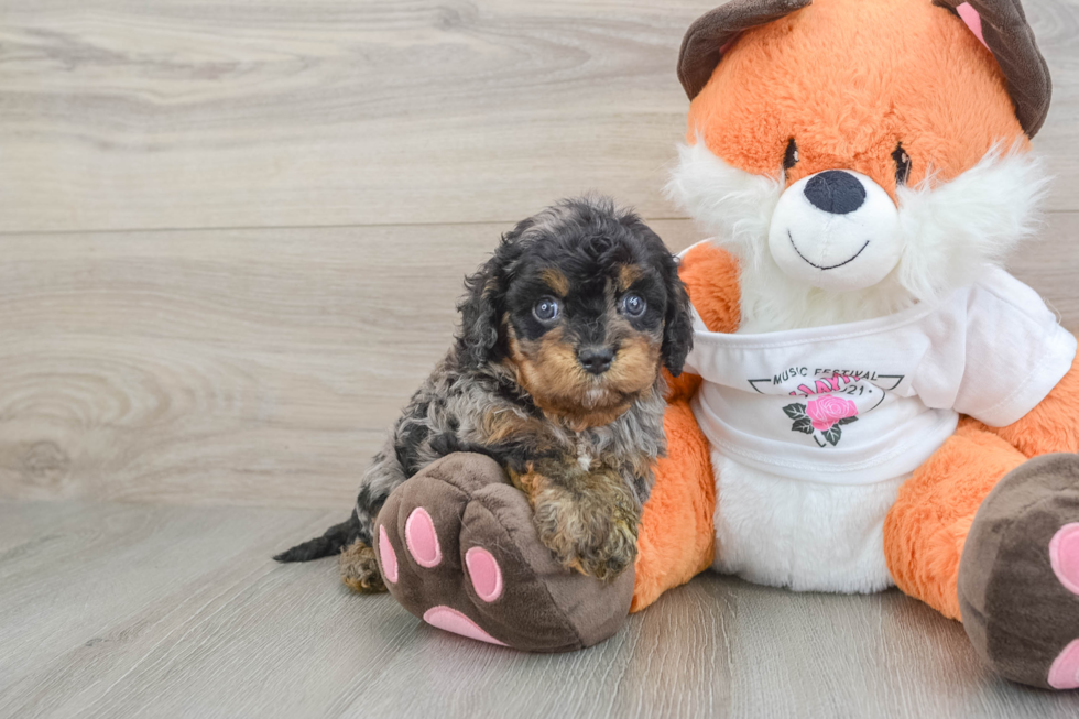 Cavapoo Puppy for Adoption