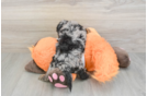 Best Cavapoo Baby