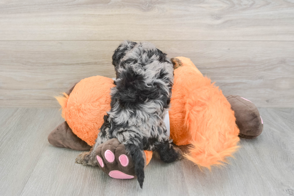 Best Cavapoo Baby