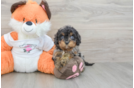 Hypoallergenic Cavadoodle Poodle Mix Puppy