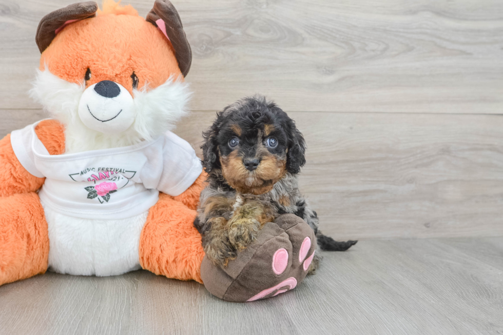 Hypoallergenic Cavadoodle Poodle Mix Puppy