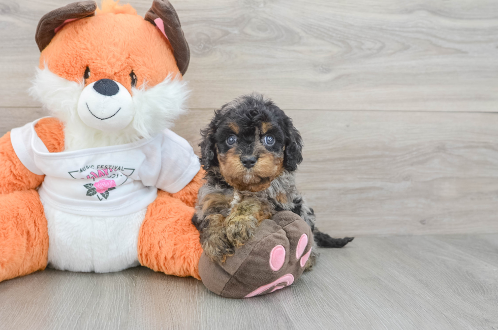 6 week old Cavapoo Puppy For Sale - Lone Star Pups