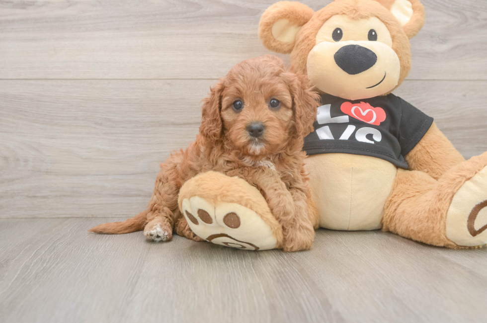 5 week old Cavapoo Puppy For Sale - Lone Star Pups