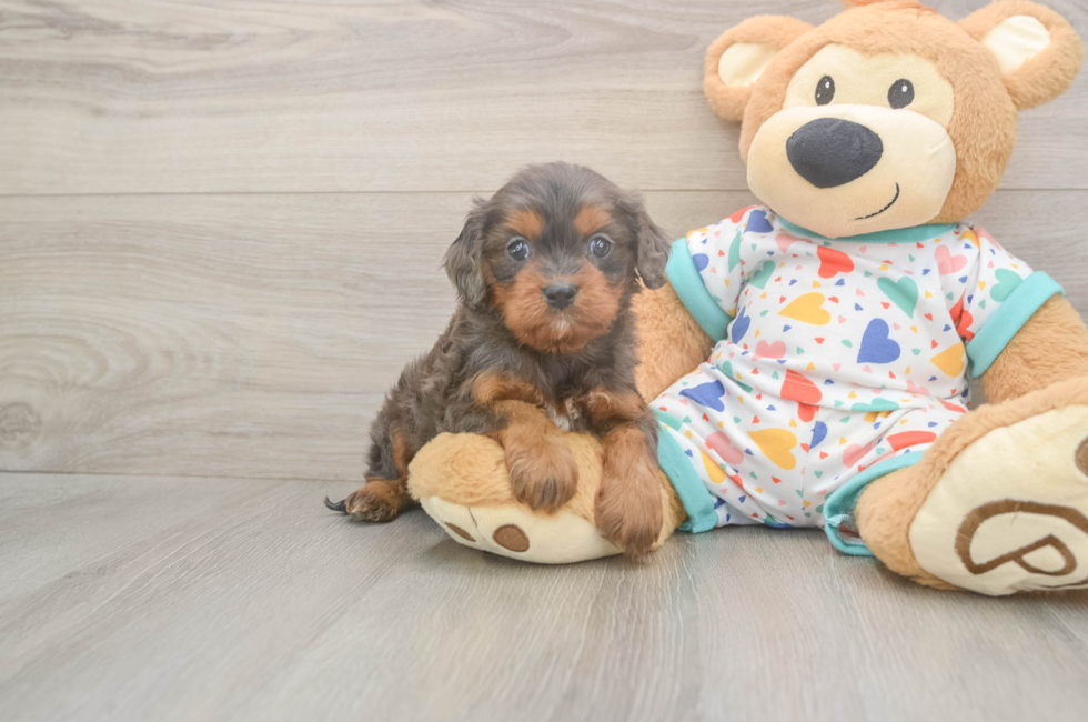 5 week old Cavapoo Puppy For Sale - Lone Star Pups