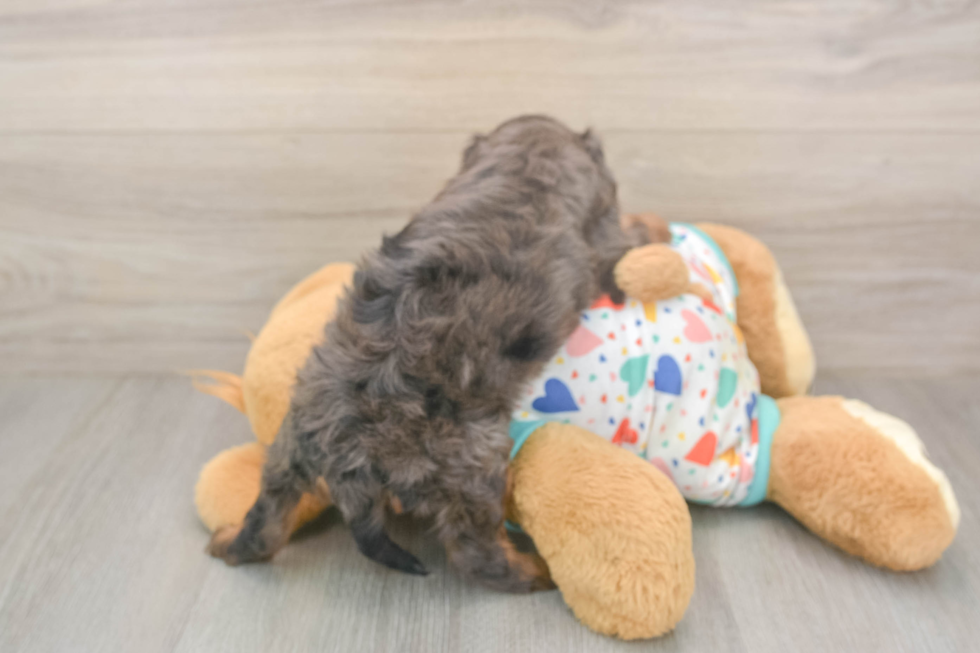 Fluffy Cavapoo Poodle Mix Pup