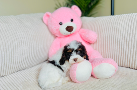 Cute Cavapoo Poodle Mix Pup
