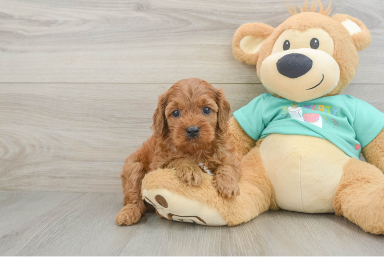 Cavapoo Pup Being Cute