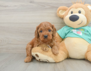 9 week old Cavapoo Puppy For Sale - Lone Star Pups