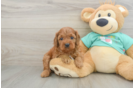 Cavapoo Pup Being Cute