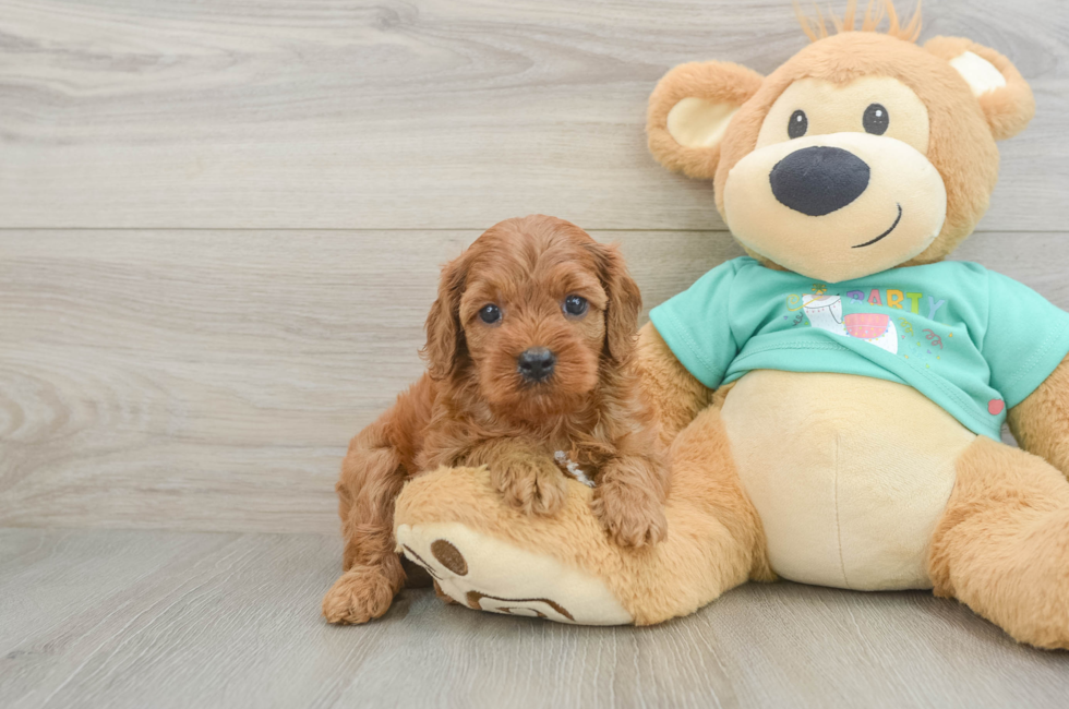 6 week old Cavapoo Puppy For Sale - Lone Star Pups
