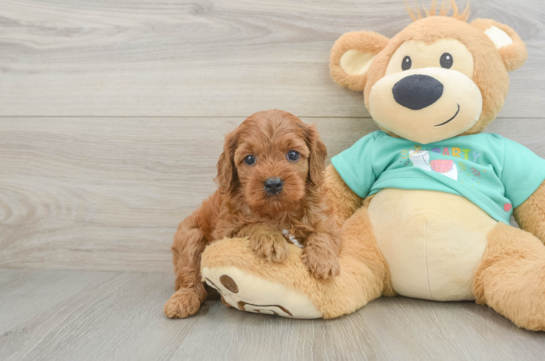 Cavapoo Pup Being Cute