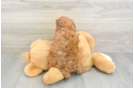 Cute Cavapoo Baby