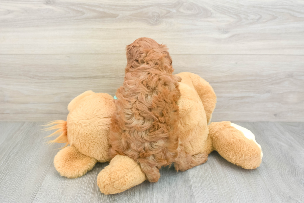 Cute Cavapoo Baby