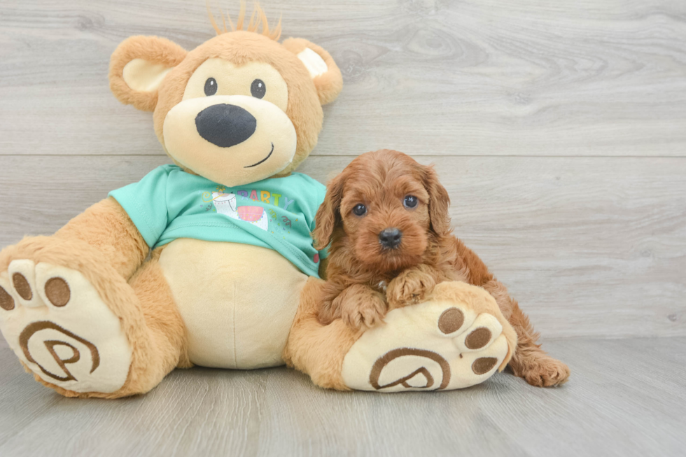 Best Cavapoo Baby