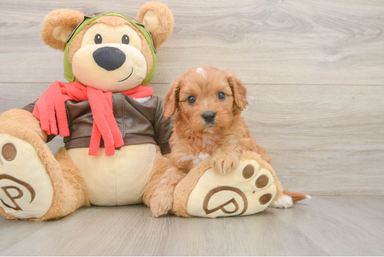 Adorable Cavalier King Charles Spaniel and Poodle Mix Poodle Mix Puppy